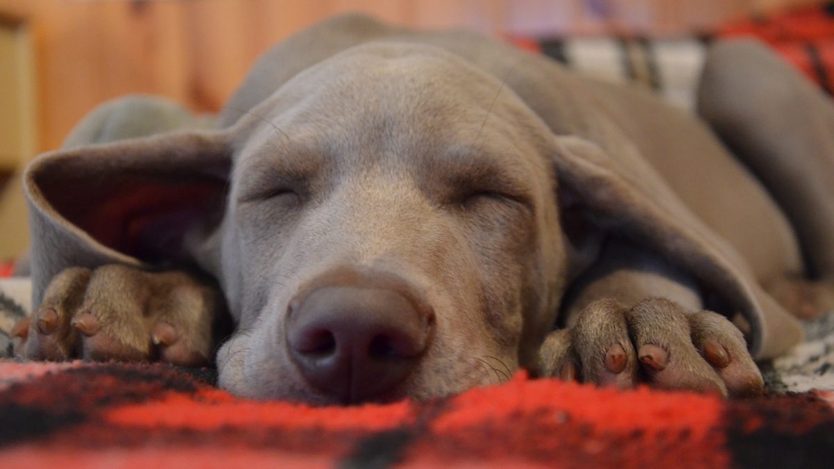 dog sleeping - Kiss Dog Training