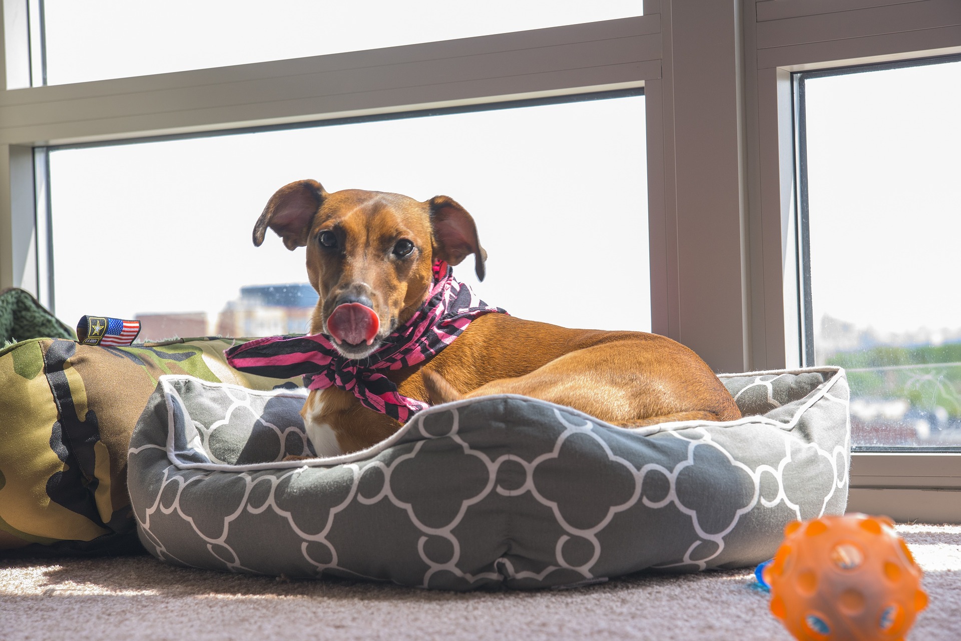 dogbed - kiss dog training