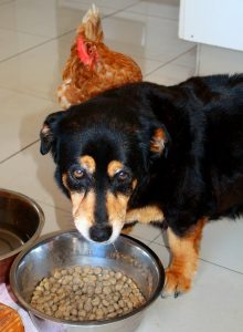 dog food bowl - Kiss Dog Training