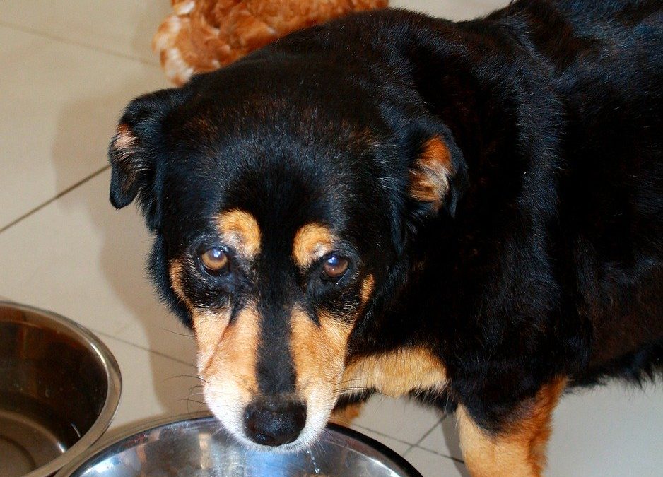 dog food bowl - Kiss Dog Training