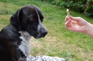 Kiss dog training Treat Training