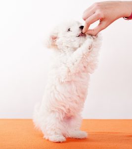 hand feeding kiss dog training