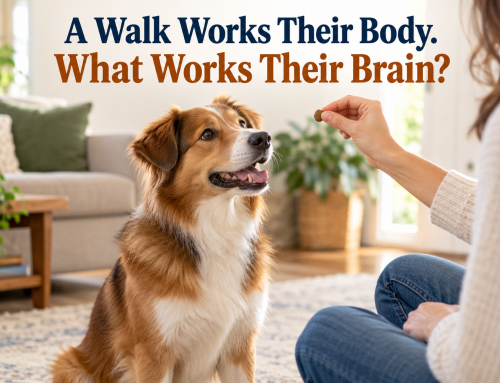 How Dogs Really Learn — Why Mental Exercise Matters as Much as Physical Exercise
