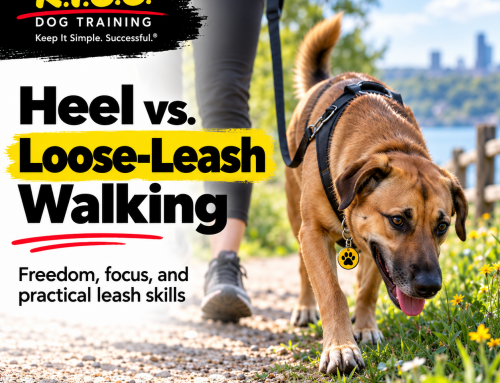 Heel vs. Loose-Leash Walking: A Great Take From One of My Favorite Dog Training Blogs