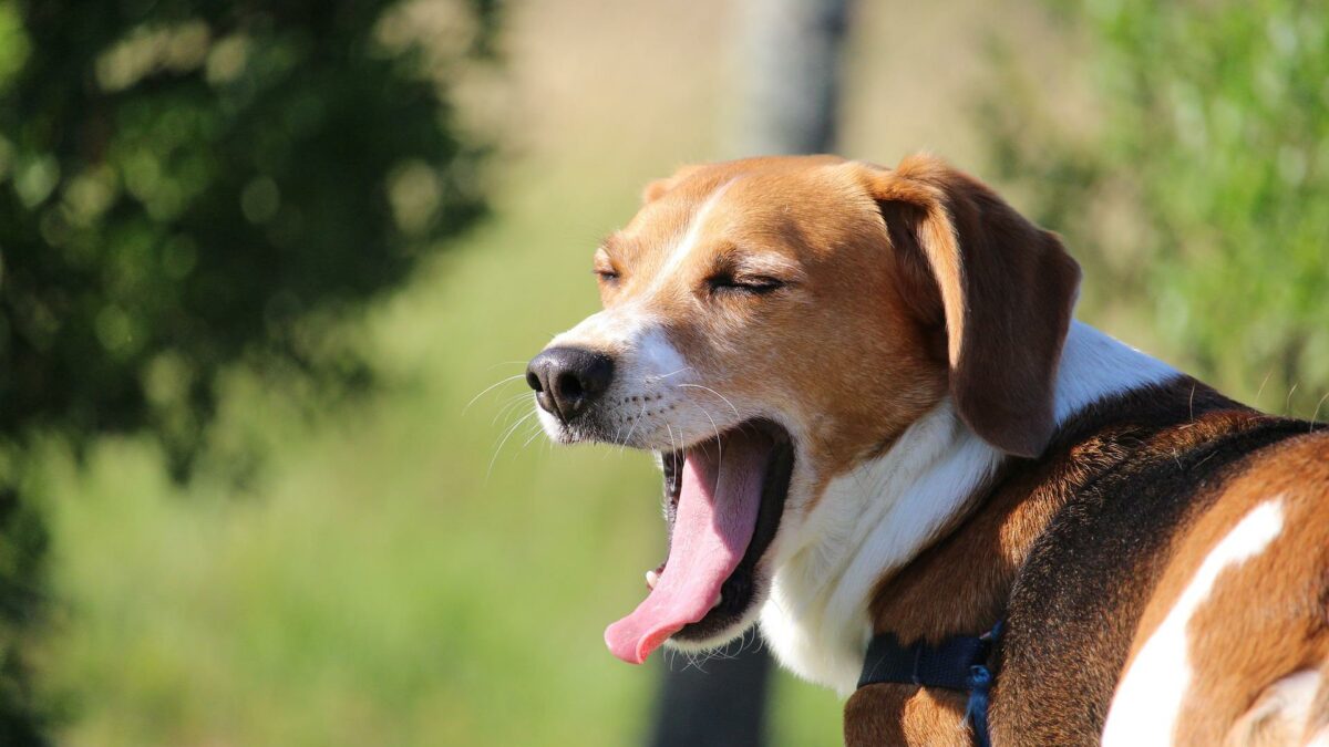 dog yawn kiss dog training