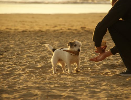 Dog Trainer in Shawnee, KS shares his thoughts on a session I had today Part 5