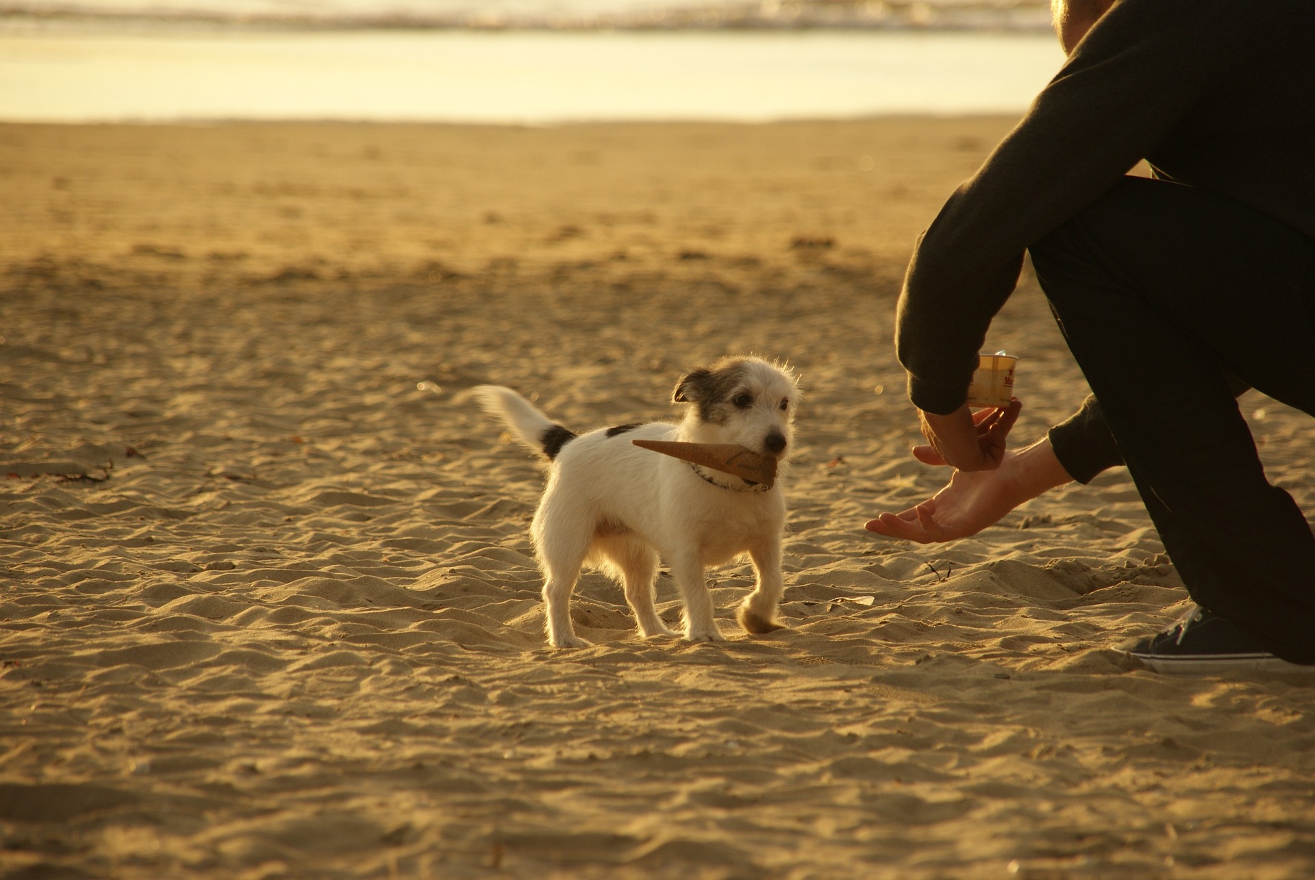 Come here kiss dog training