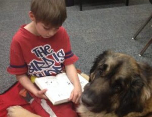 Does Your Dog Have What It Takes? Therapy Dogs in Kansas City