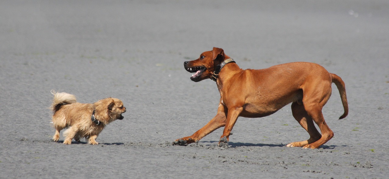 big and little dog Kiss Dog Training....