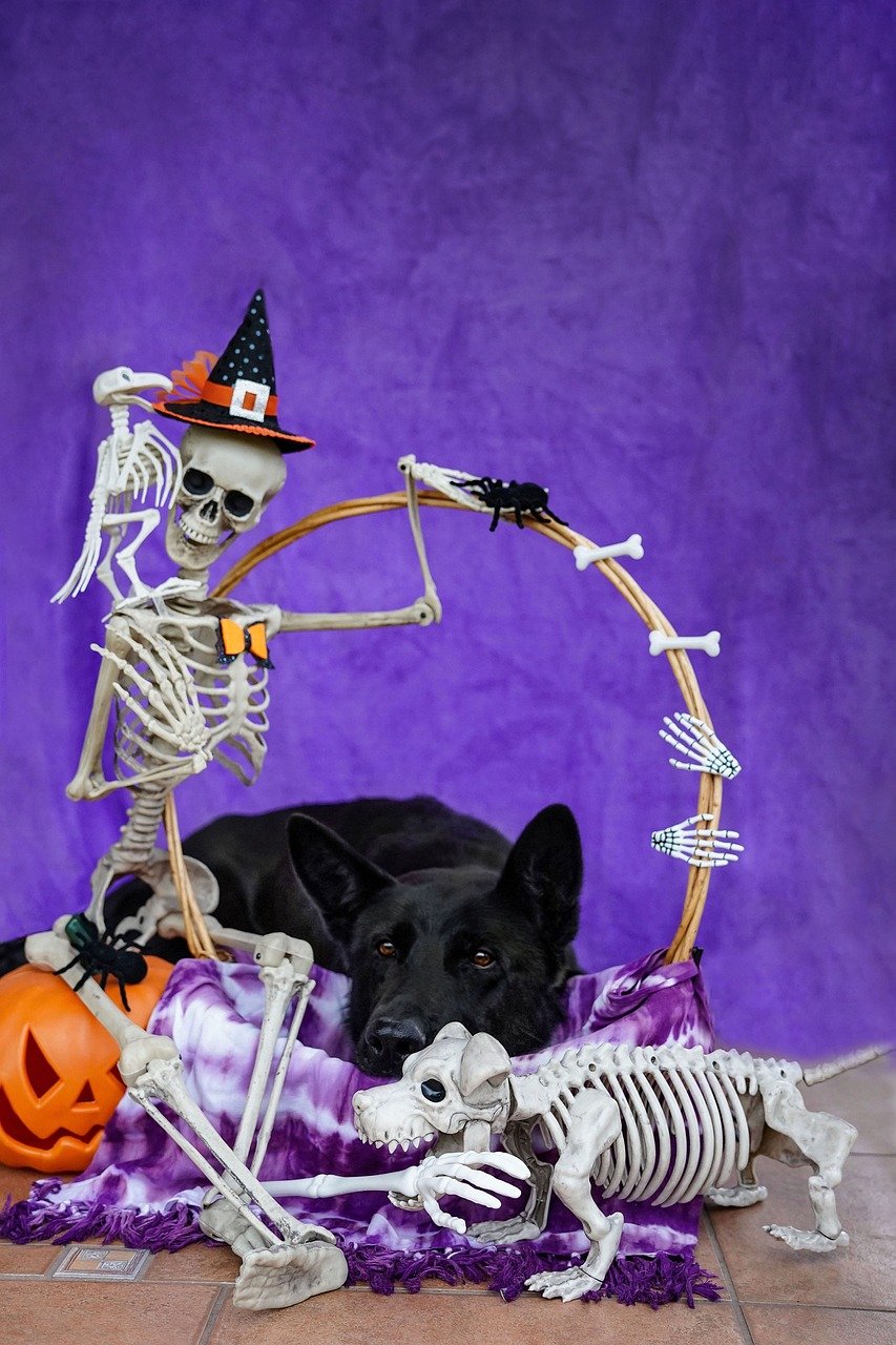 Halloween Kiss Dog training