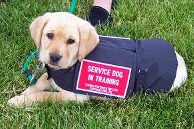 how are service dogs trained