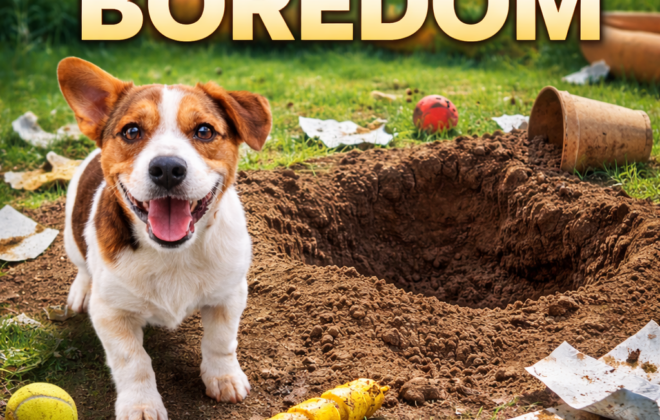 Kiss Dog Training Kansas City