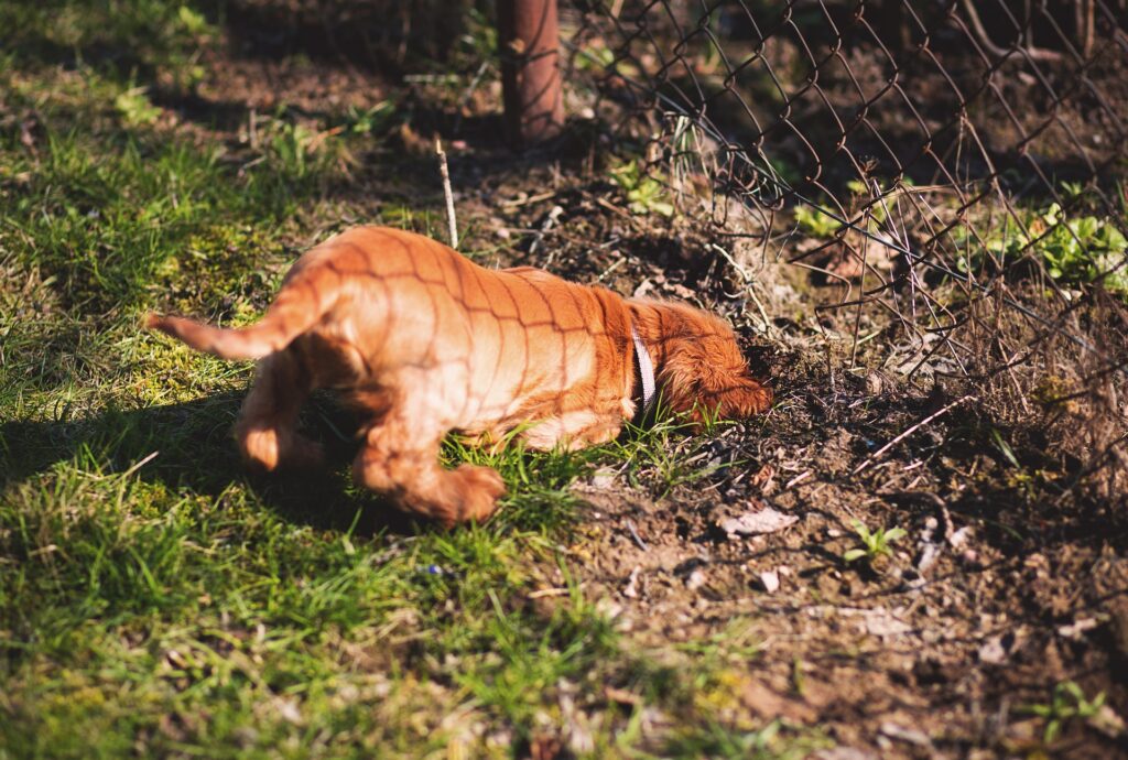 dog digging Kiss Dog Training