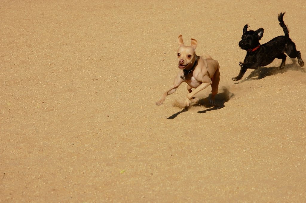 Dogs chasing Kiss Dog Training