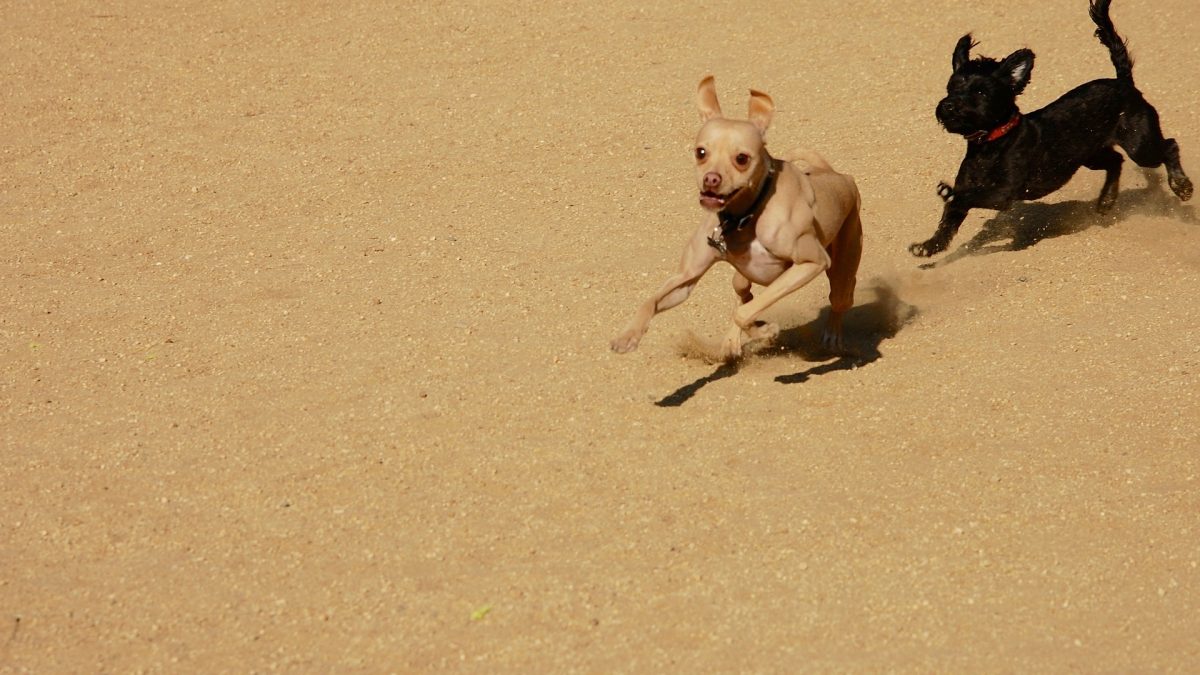Dogs chasing Kiss Dog Training