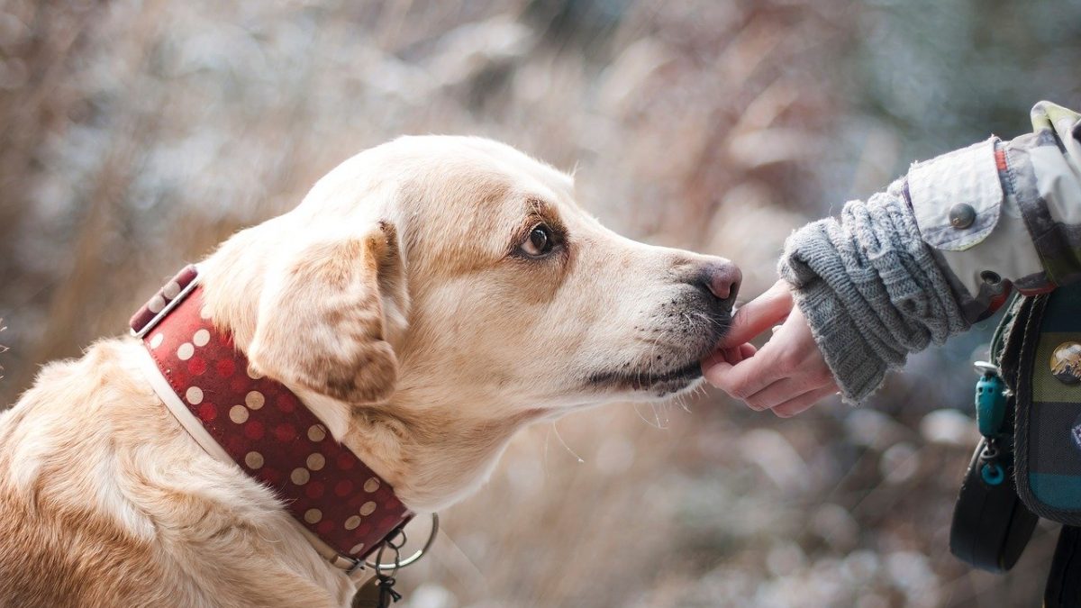 petting dog - kiss dog training
