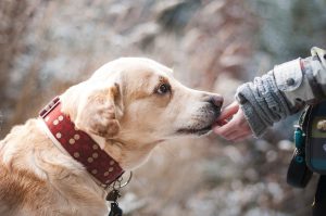 petting dog - kiss dog training