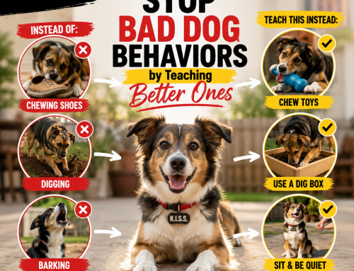 How to Stop Bad Dog Behaviors by Teaching Better Ones