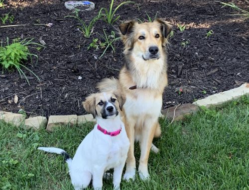 Dog Trainer in Shawnee, KS shares his thoughts on a session I had today Part 6