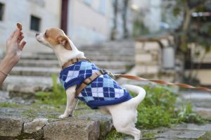 dog taking treat -kiss dog training