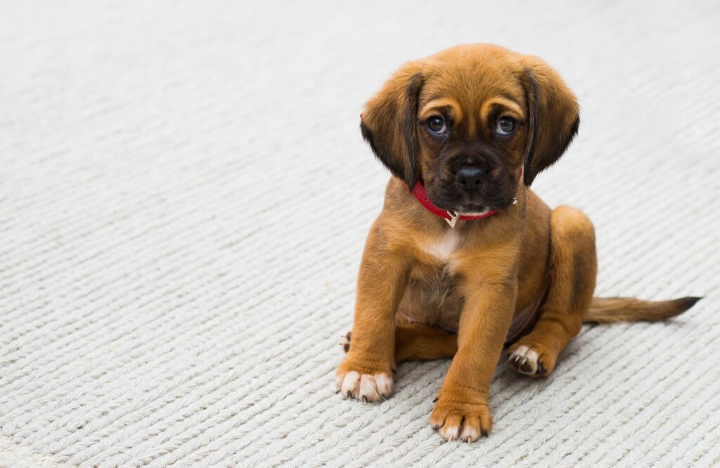 sad puppy Kiss Dog Training