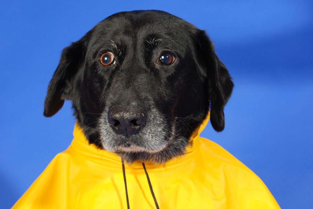 Dog Raincoat Kiss Dog Training