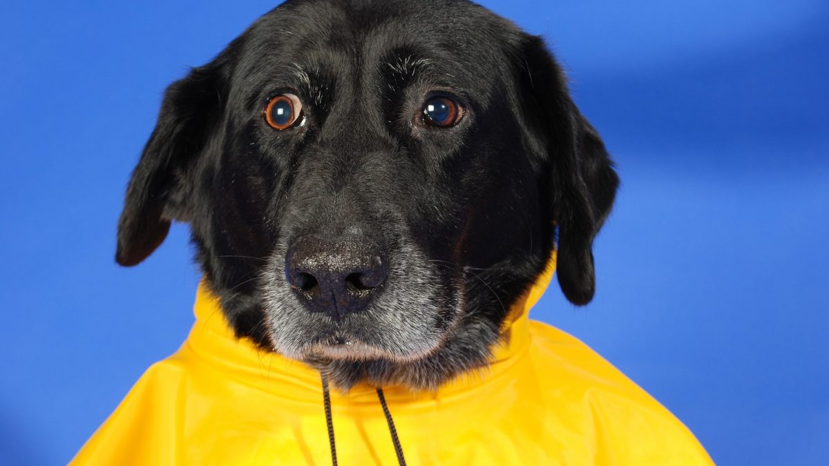 Dog Raincoat Kiss Dog Training