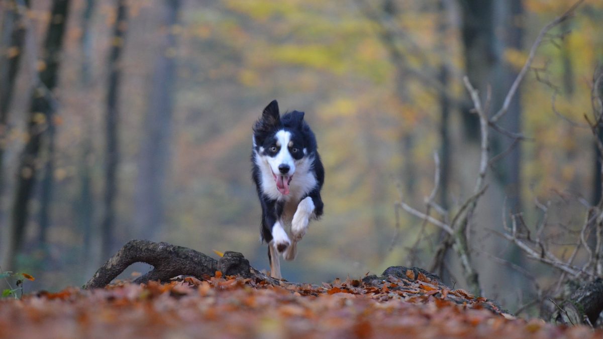 Dog running woods Kiss Dog Training