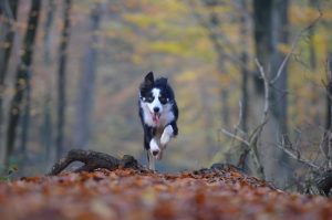 Dog running woods Kiss Dog Training