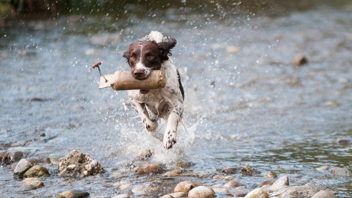 Dog Running Creek Kiss Dog Training