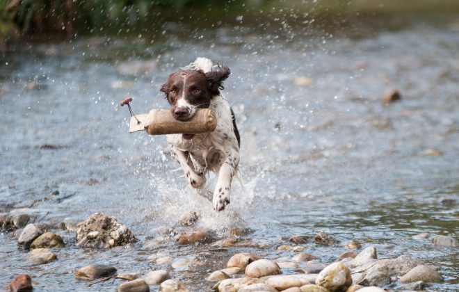 Dog Running Creek Kiss Dog Training