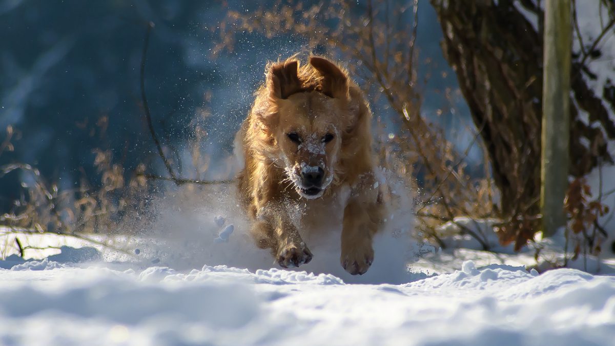 Dog running snow Kiss Dog Training