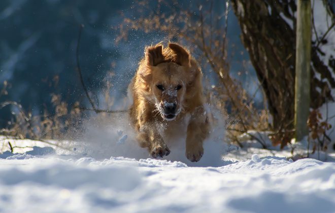 Dog running snow Kiss Dog Training