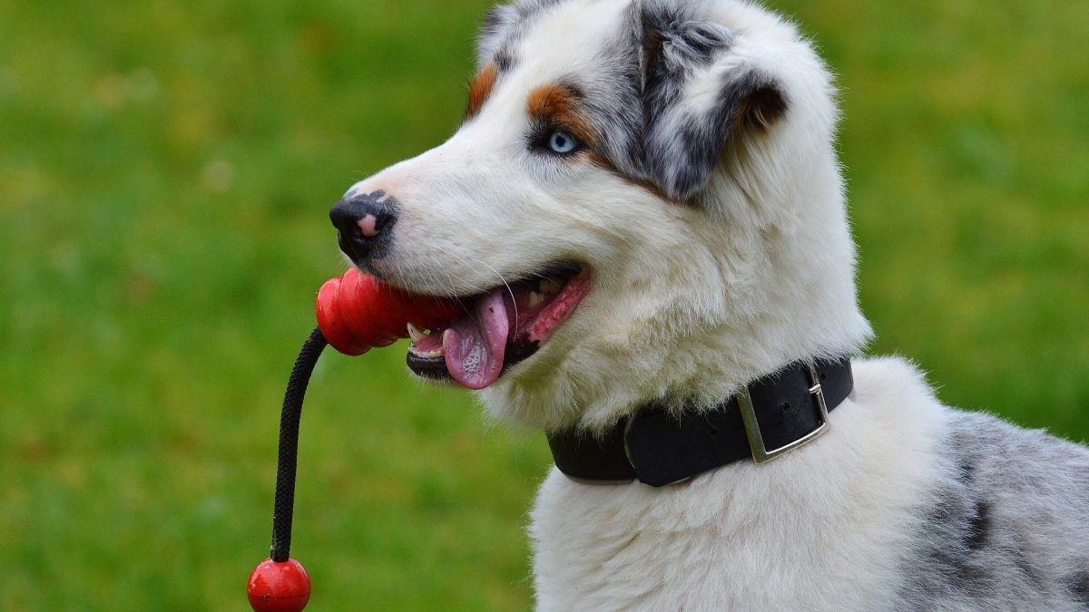 Dog With Toy Kiss Dog Training