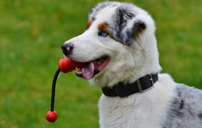 Dog With Toy Kiss Dog Training