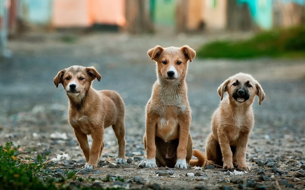 Puppies Kiss Dog Training