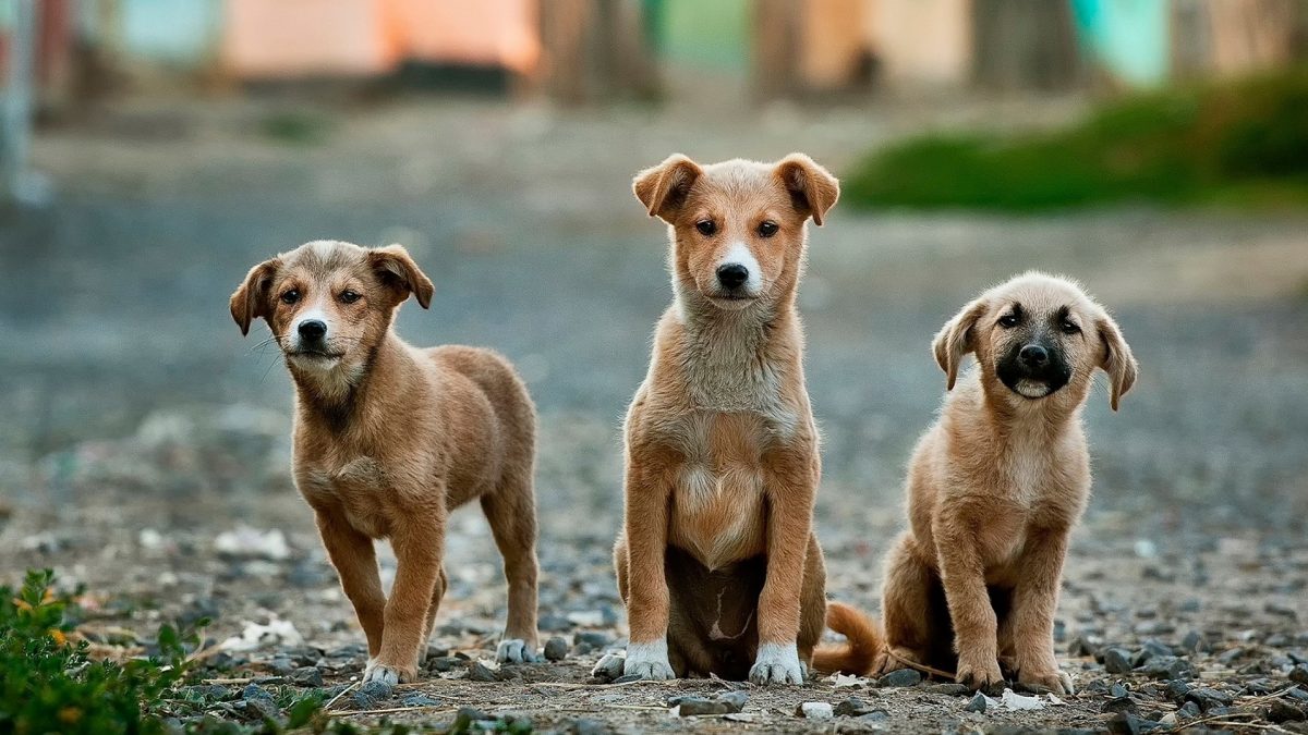 Puppies Kiss Dog Training