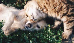 Dog and Cat KISS Dog Training