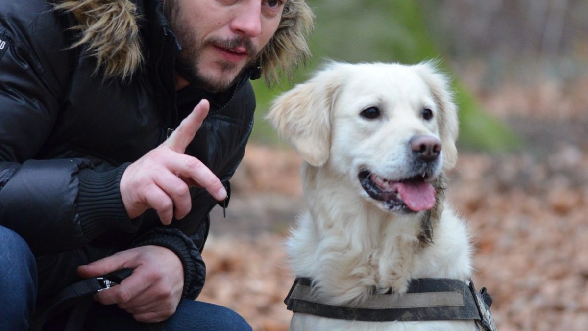 Dog Thinking KISS Dog Training