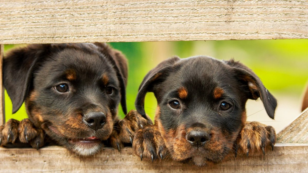 puppies behind fence - Kiss Dog Training