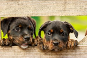 puppies behind fence - Kiss Dog Training