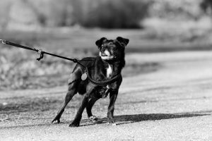 dog on leash-kiss dog training