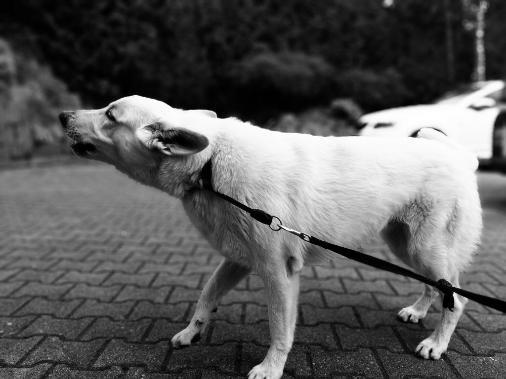 barking dog on leash - kiss dog training