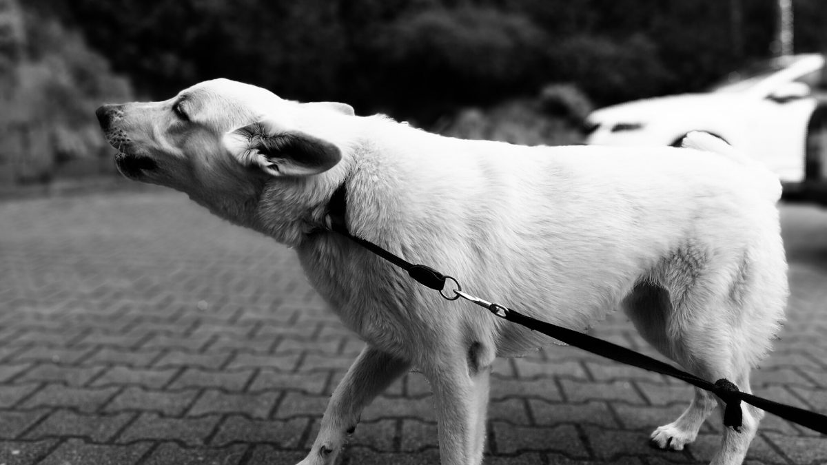 barking dog on leash - kiss dog training