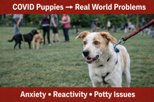 Dog showing anxiety and reactivity on leash in a park with distractions after COVID socialization gaps