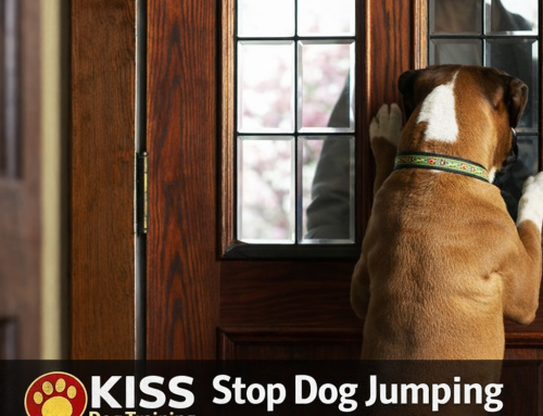 How to Stop a Dog From Jumping on You: Start With These Simple Changes