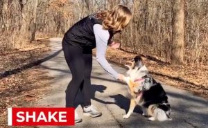 kiss dog training tricks