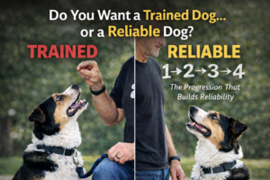 Split image comparing a trained dog focused on a visible treat versus a reliable dog responding without food, illustrating the 1-2-3-4 process that builds dog training reliability.