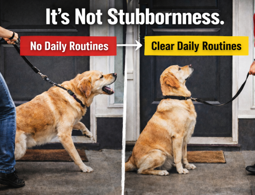 Why Your Dog Isn’t Listening (And the 10 Rules to Fix It)