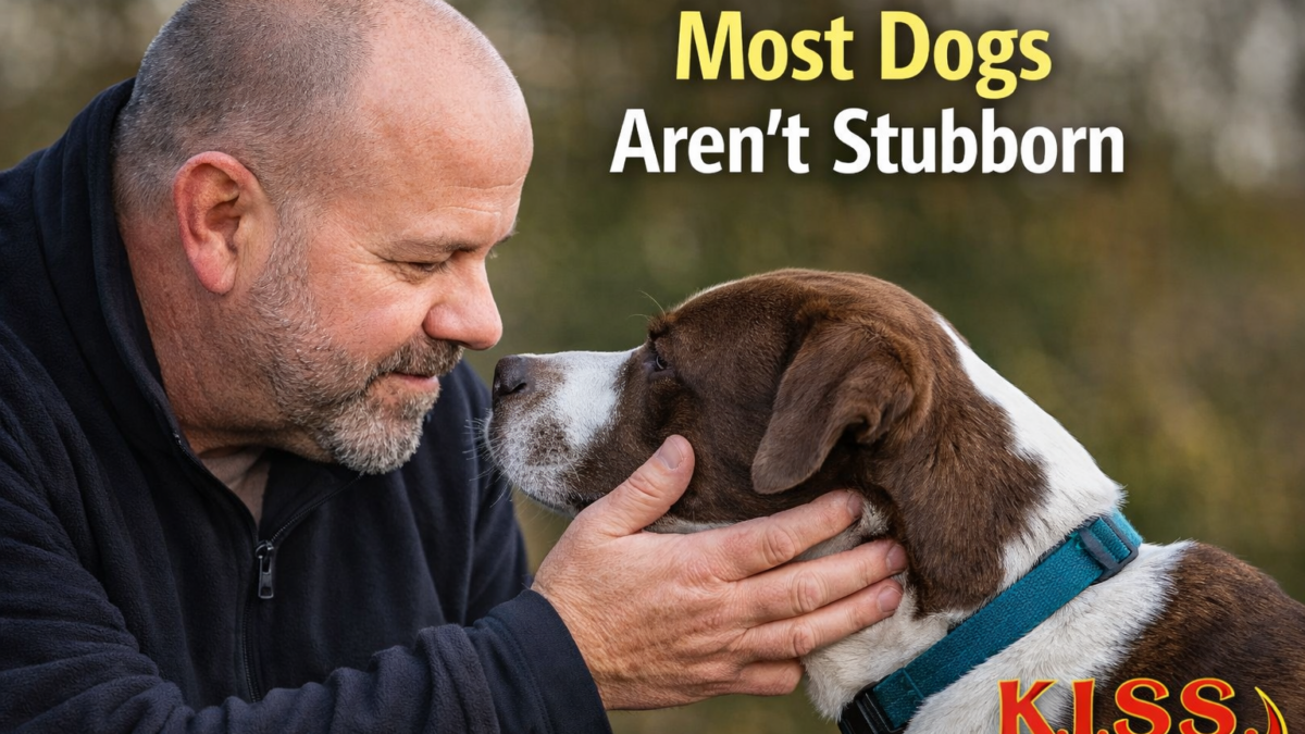Professional dog trainer calmly making eye contact with a dog outdoors, illustrating that most dogs aren’t stubborn and benefit from better observation and understanding in training.
